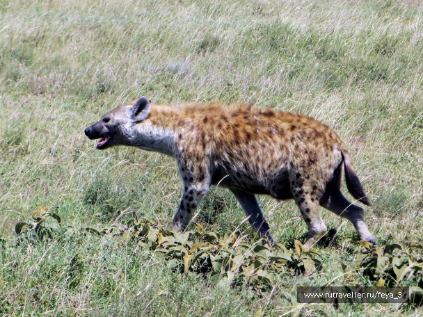 photo 967323
