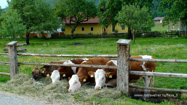 photo 1007793
