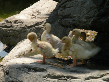 photo 66340