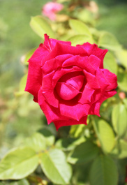photo 273266