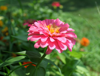 photo 273267