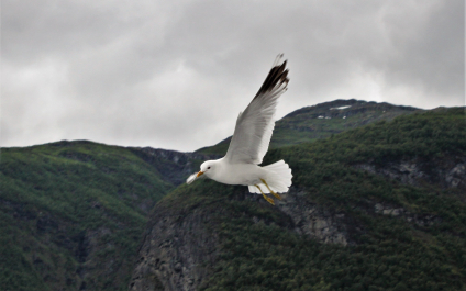 photo 1584794