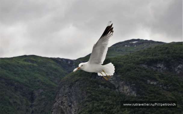 photo 1584794