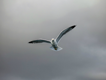 photo 636443