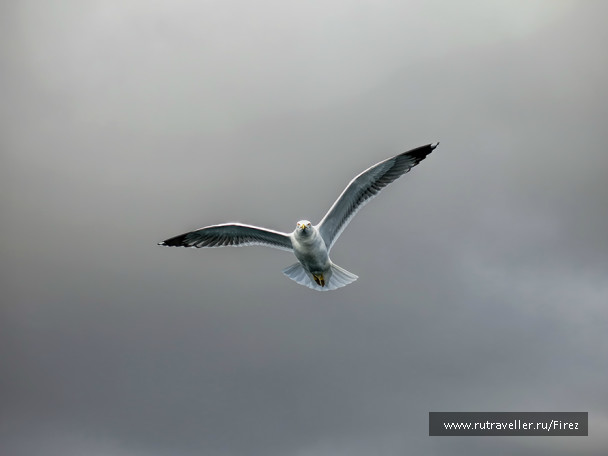 photo 636443