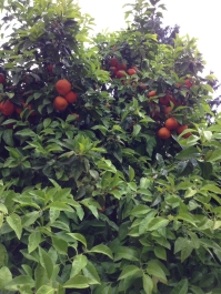 photo 744020