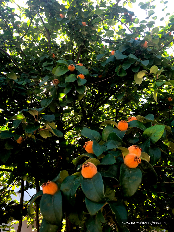 photo 1647535