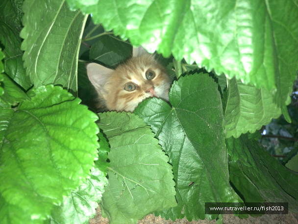 photo 1647731