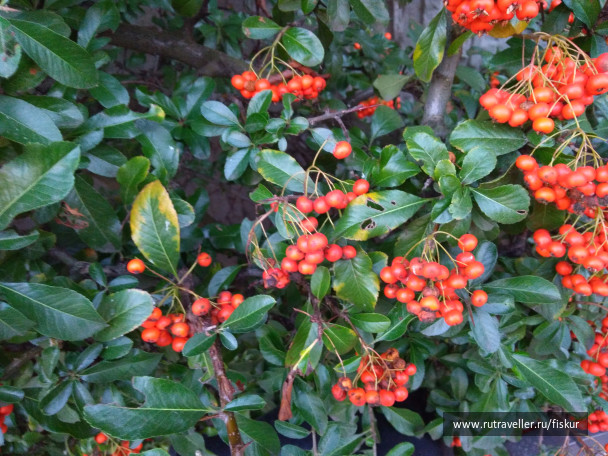 photo 1562265