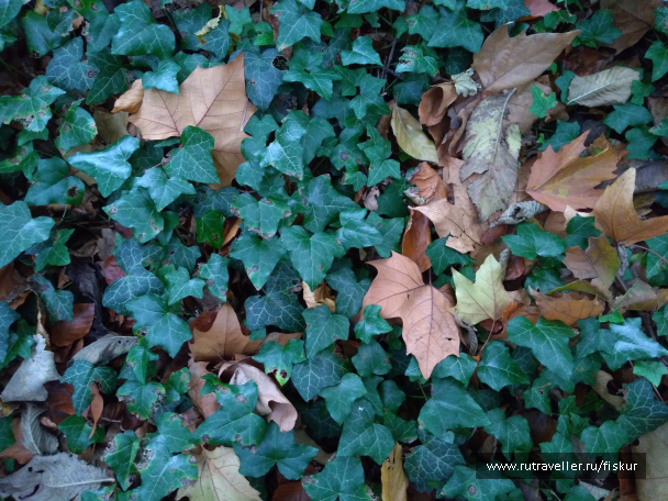 photo 1573239