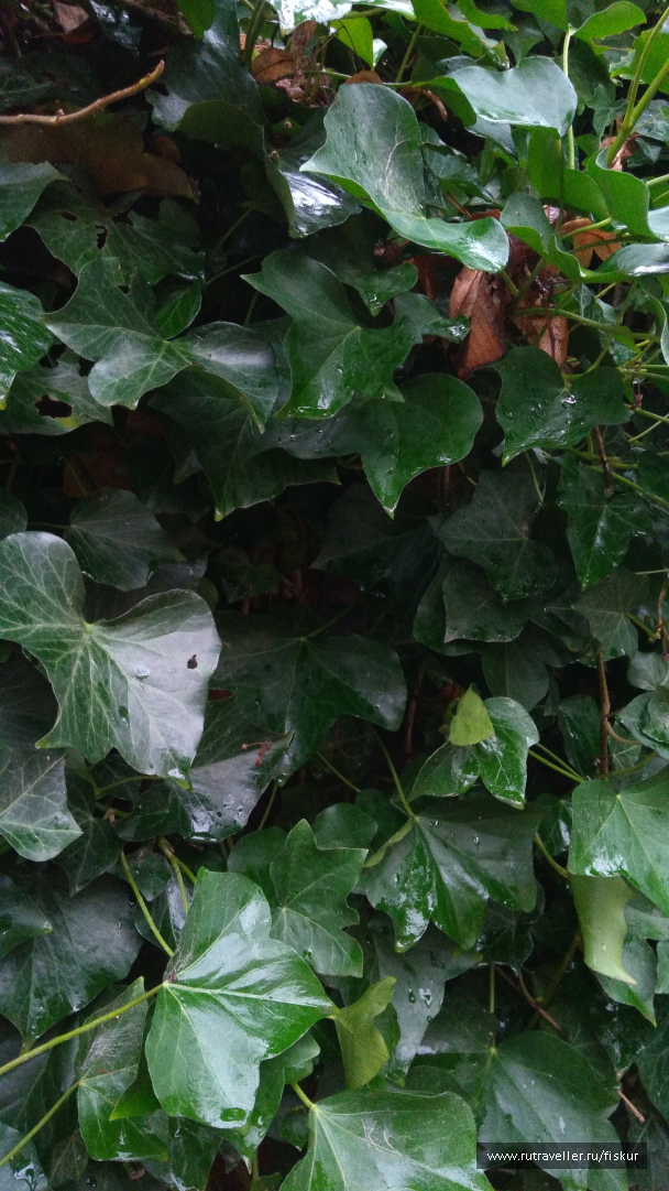 photo 1582312