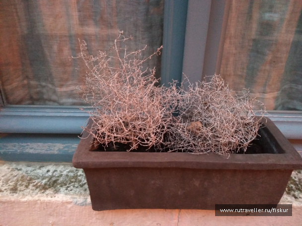 photo 1582333