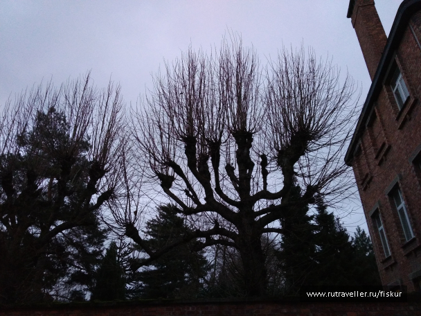 photo 1582337