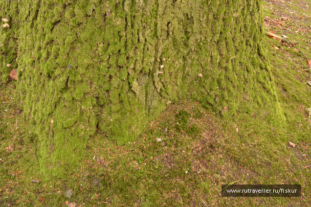 photo 1582376