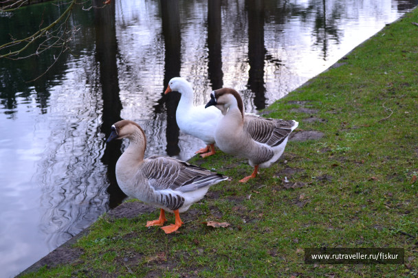 photo 1585225