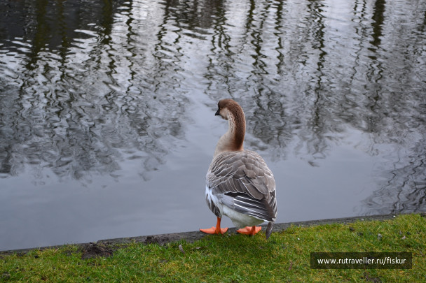 photo 1585227