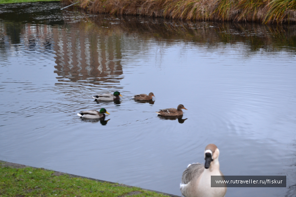 photo 1585228