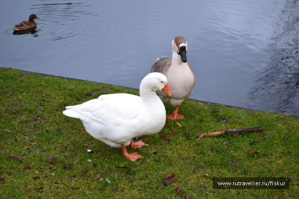 photo 1585229