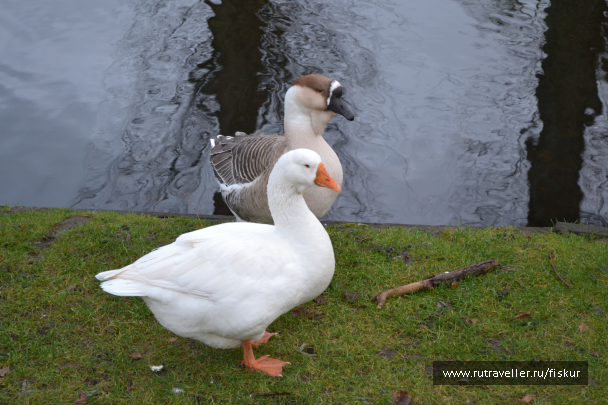 photo 1585230