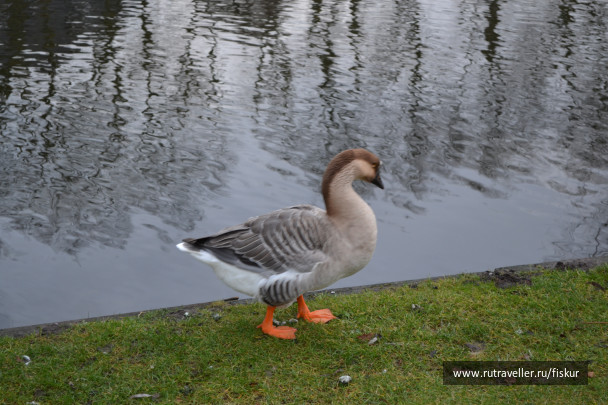 photo 1585232