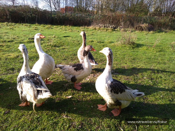 photo 1597861
