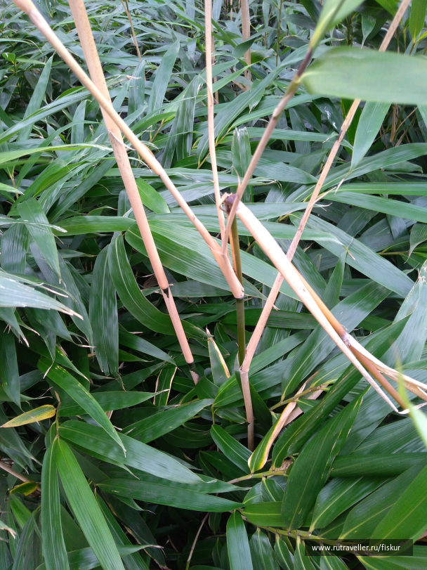 photo 1597871