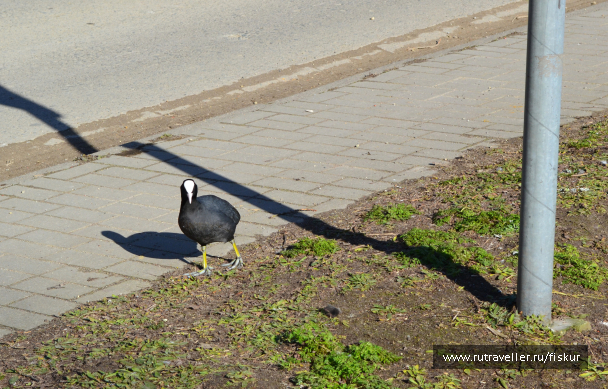 photo 1601751