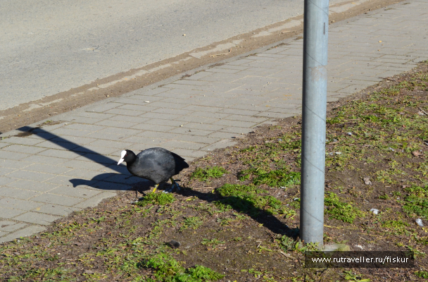 photo 1601752