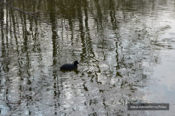 photo 1618565
