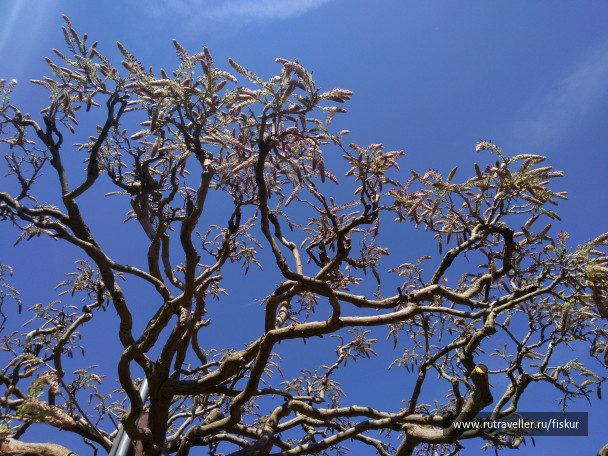 photo 1621779