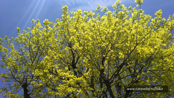 photo 1621781