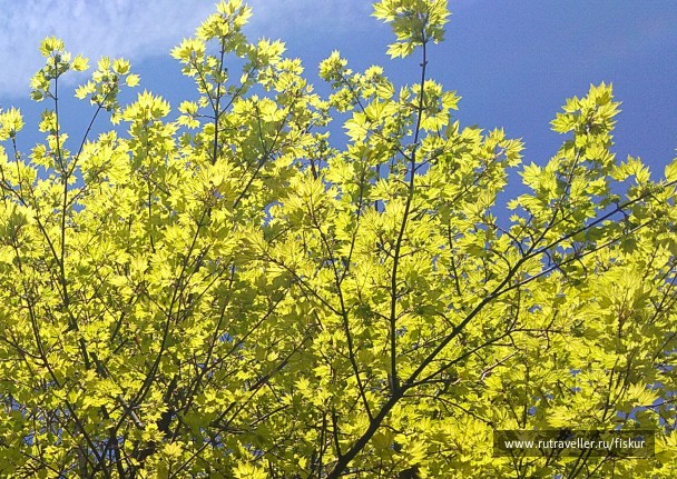 photo 1621783