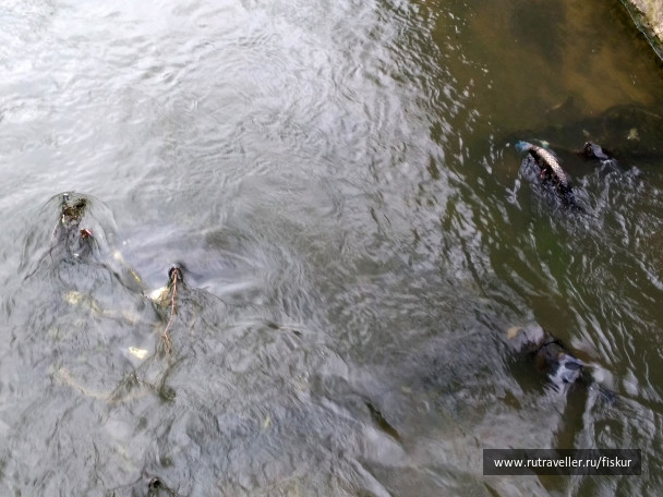 photo 1621784