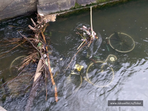 photo 1621785