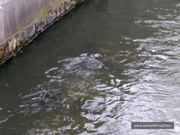 photo 1621787