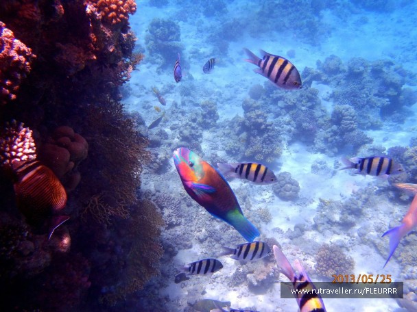 photo 778826