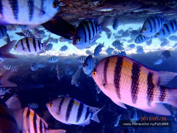 photo 778832
