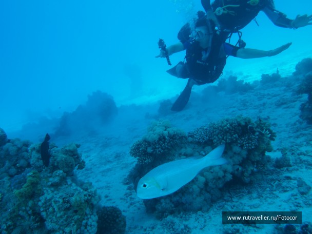 photo 1447371