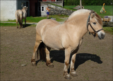 photo 60775