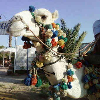 Египет 2012