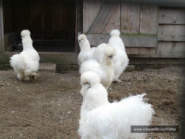 photo 429513