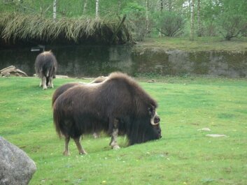 photo 429514