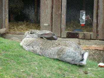 photo 429515