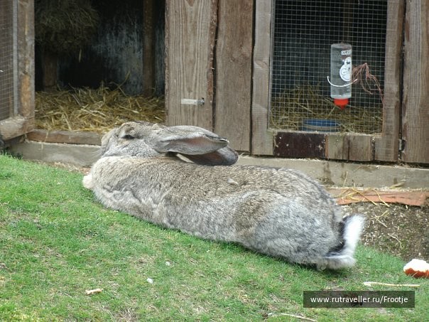 photo 429515