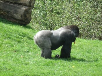 photo 429516