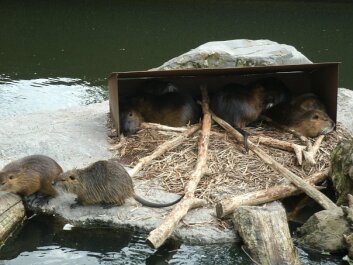 photo 429519