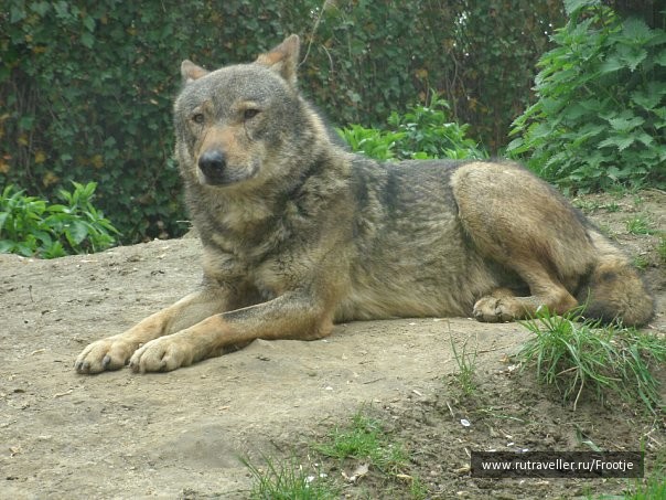 photo 429520