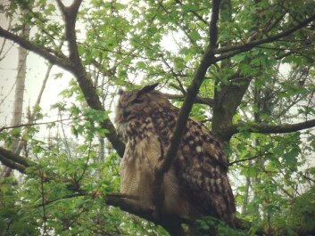 photo 429521