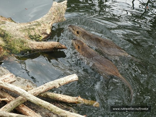 photo 429846