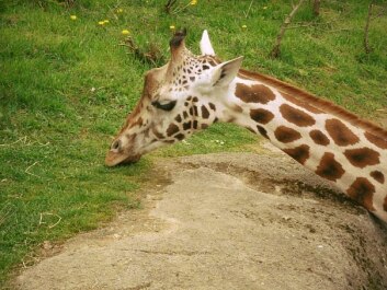 photo 429848